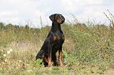 DOBERMANN 705